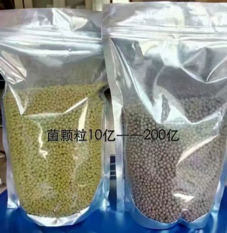 點擊查看詳細信息<br>標題：枯草芽孢桿菌菌劑顆粒 閱讀次數：4112