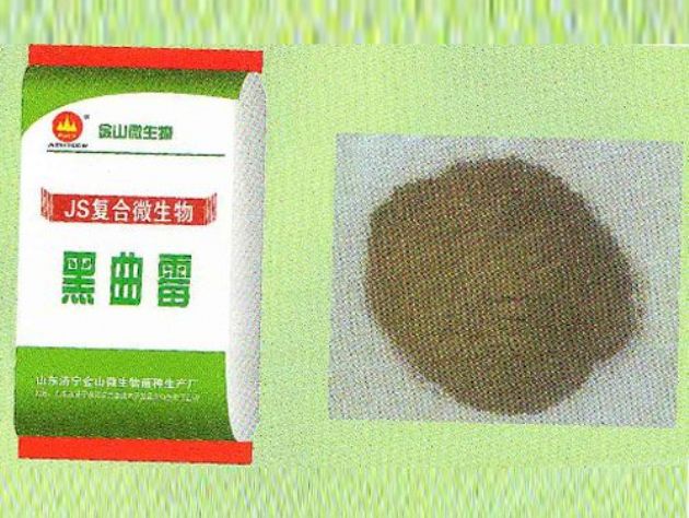 點擊查看詳細信息<br>標題：黑曲霉 閱讀次數：2854