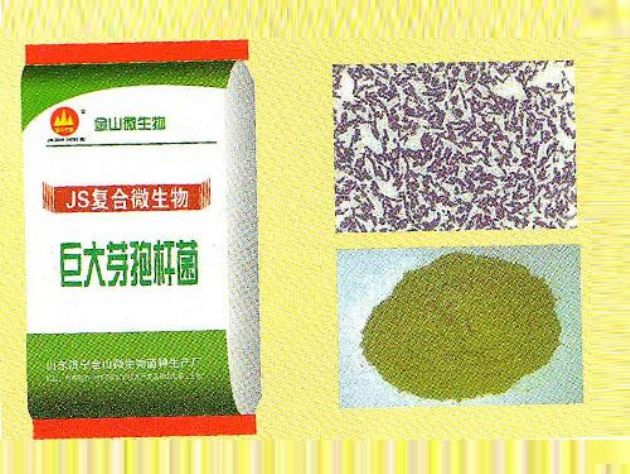 點擊查看詳細信息<br>標題：巨大芽孢桿菌 閱讀次數：2752