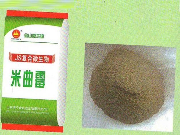 點擊查看詳細信息<br>標題：米曲霉 閱讀次數：2337